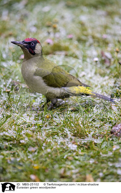 Eurasian green woodpecker / MBS-25102