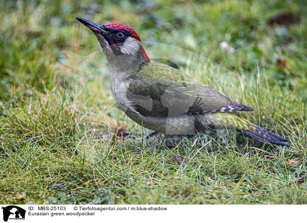 Grnspecht / Eurasian green woodpecker / MBS-25103