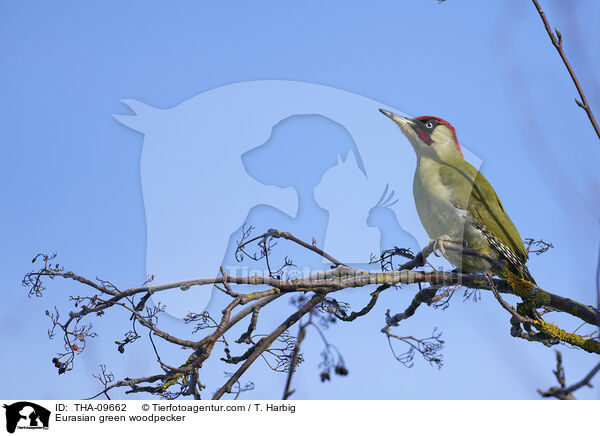 Grnspecht / Eurasian green woodpecker / THA-09662