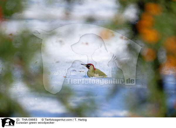 Grnspecht / Eurasian green woodpecker / THA-09663