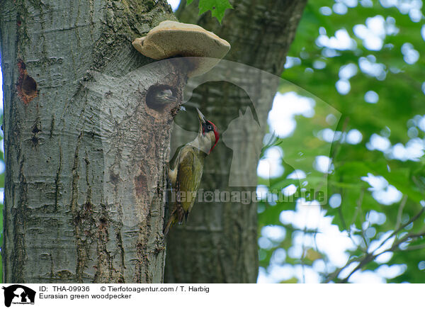 Grnspecht / Eurasian green woodpecker / THA-09936