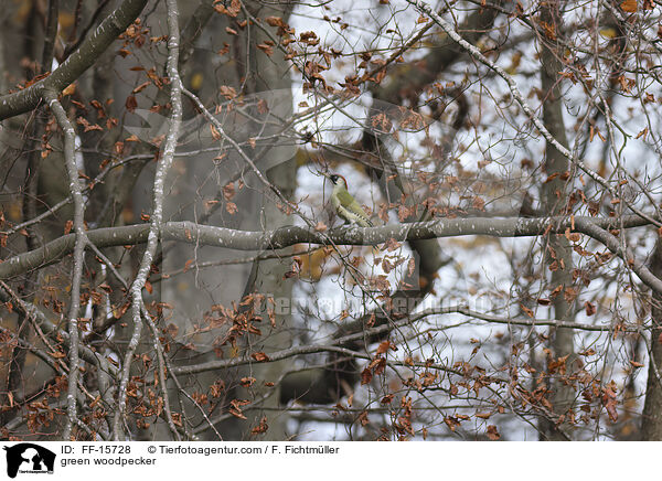 Grnspecht / green woodpecker / FF-15728