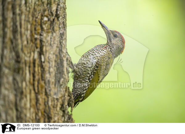 European green woodpecker / DMS-12100