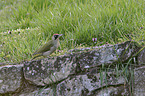 green woodpecker