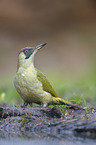 standing Green Woodpecker
