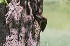 Green woodpecker feeds young bird