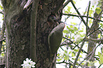 Green woodpecker feeds young bird