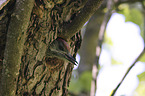 Green woodpecker