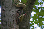 Green woodpecker cares for young bird