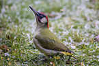 Eurasian green woodpecker