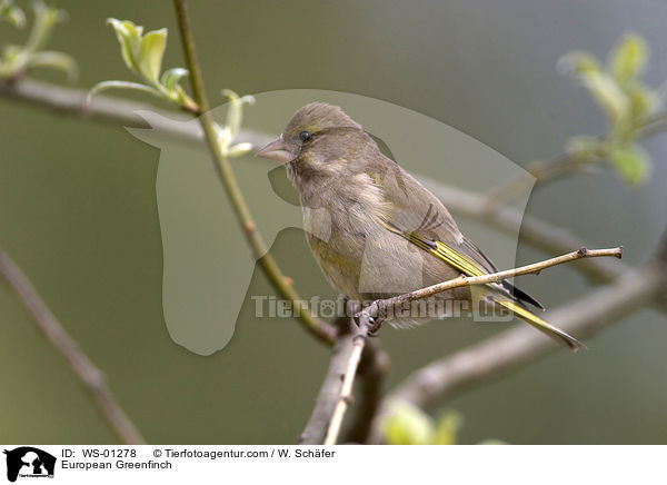 European Greenfinch / WS-01278