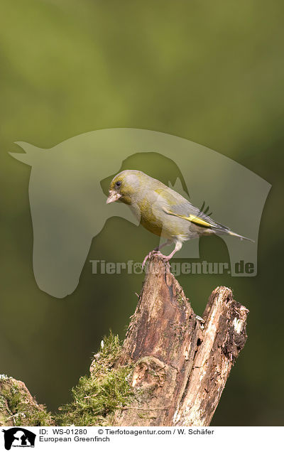 European Greenfinch / WS-01280