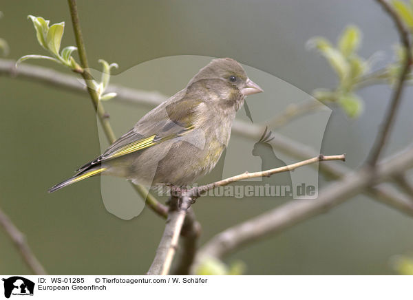 Grnfink / European Greenfinch / WS-01285