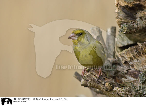 Greenfinch / SO-01232