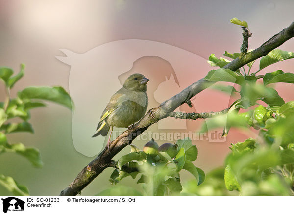 Grnfink / Greenfinch / SO-01233