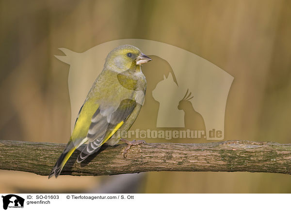 Grnfink / greenfinch / SO-01603