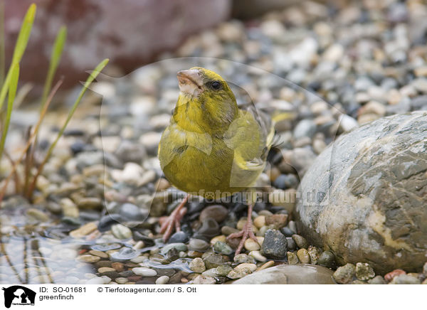 Grnfink / greenfinch / SO-01681