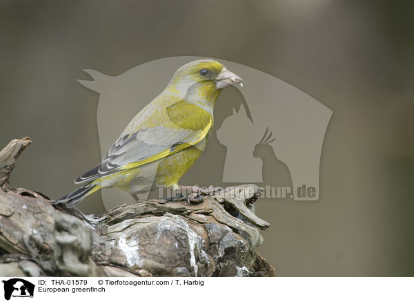 European greenfinch / THA-01579