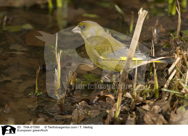 European greenfinch / THA-01580