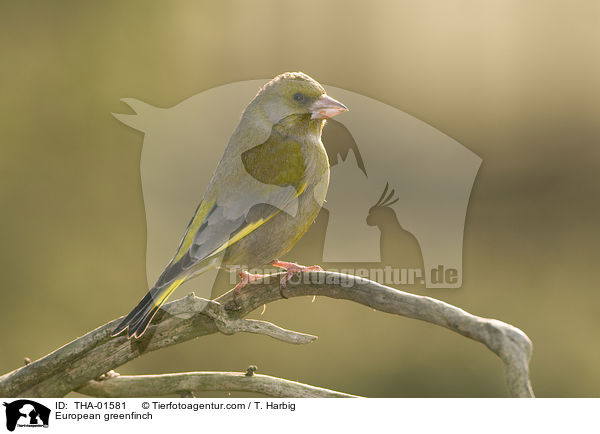 European greenfinch / THA-01581