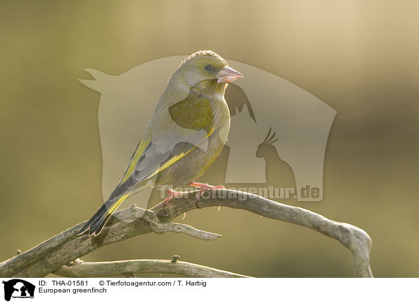 Grnfink / European greenfinch / THA-01581