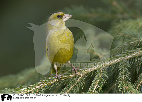 Grnfink / European greenfinch / THA-01582