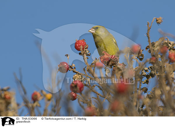 Grnfink / greenfinch / THA-03066