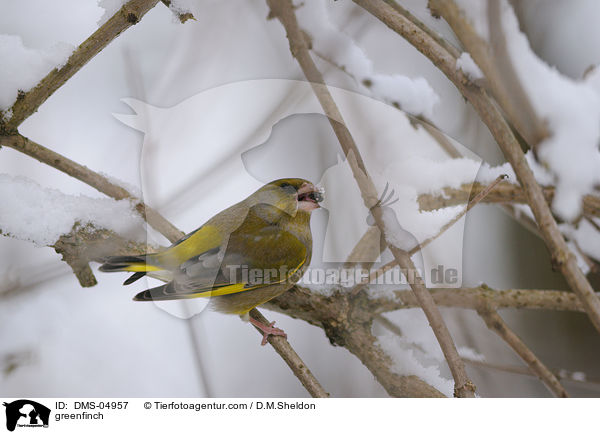 Grnfink / greenfinch / DMS-04957