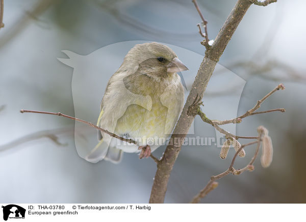 Grnfink / European greenfinch / THA-03780