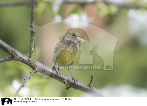 Grnfink / European greenfinch / THA-03784