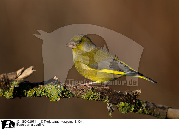 European greenfinch / SO-02671