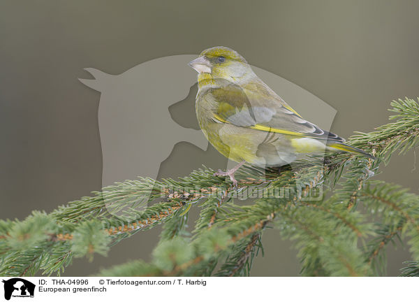 Grnfink / European greenfinch / THA-04996