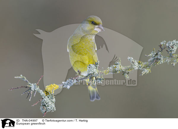European greenfinch / THA-04997