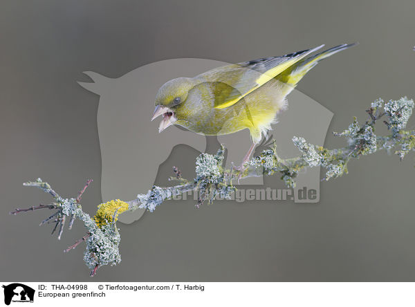 Grnfink / European greenfinch / THA-04998