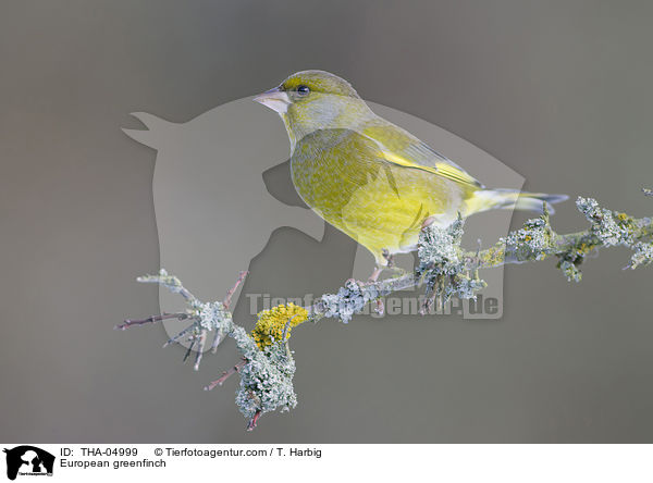European greenfinch / THA-04999
