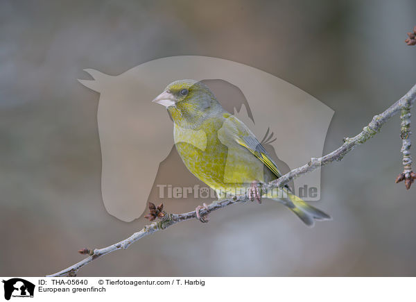 Grnfink / European greenfinch / THA-05640