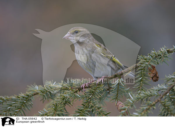 European greenfinch / THA-05642