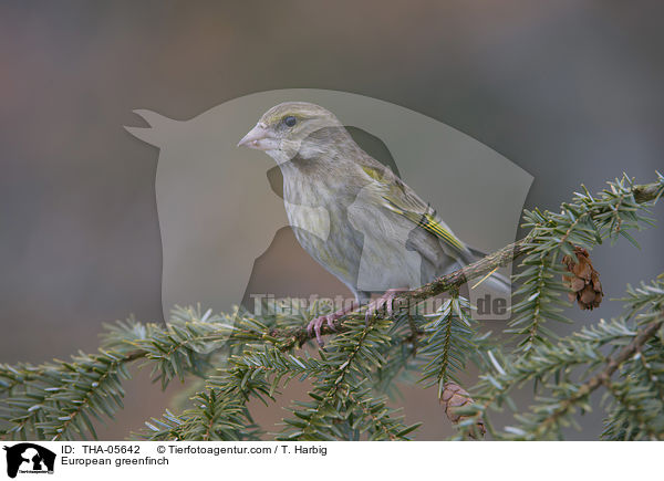 Grnfink / European greenfinch / THA-05642