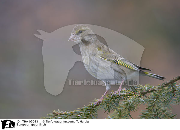 European greenfinch / THA-05643