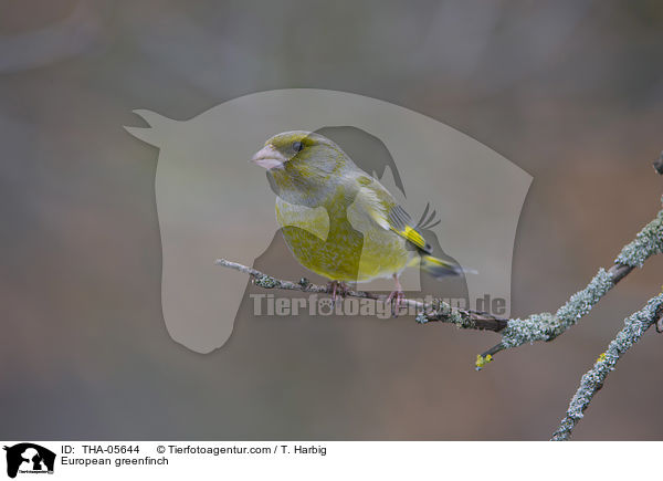European greenfinch / THA-05644