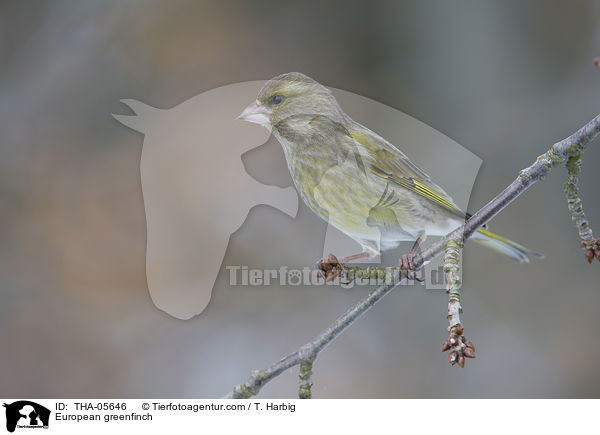 Grnfink / European greenfinch / THA-05646