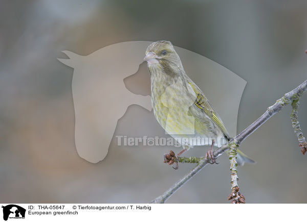 Grnfink / European greenfinch / THA-05647