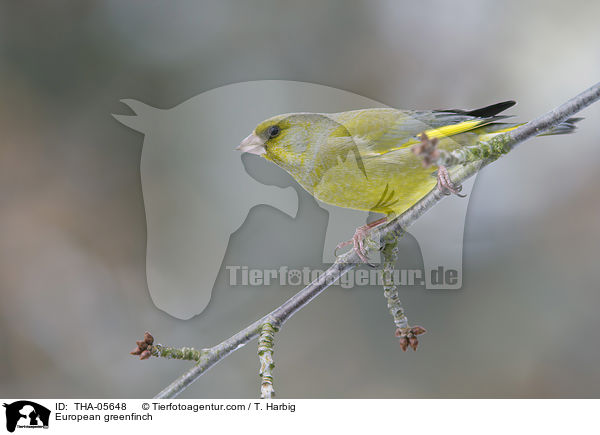 Grnfink / European greenfinch / THA-05648