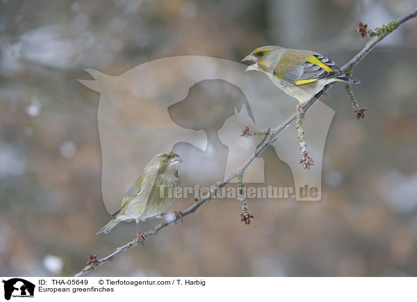 Grnfinken / European greenfinches / THA-05649