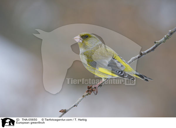 Grnfink / European greenfinch / THA-05650