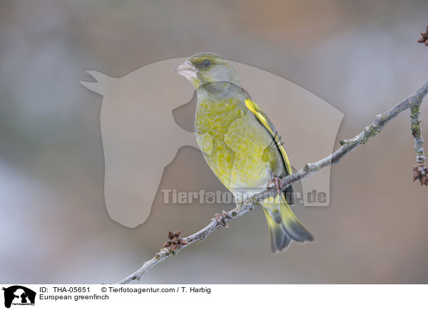 Grnfink / European greenfinch / THA-05651