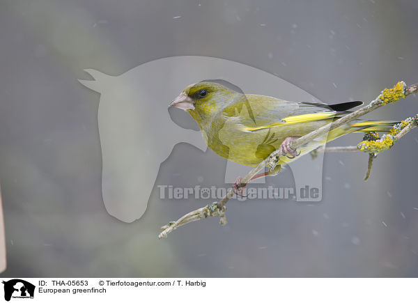 Grnfink / European greenfinch / THA-05653