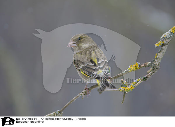 Grnfink / European greenfinch / THA-05654