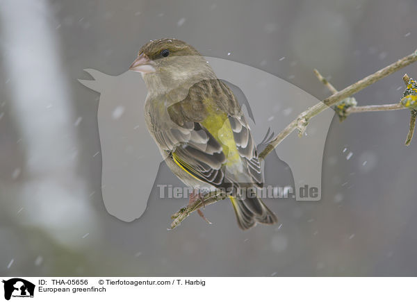 Grnfink / European greenfinch / THA-05656