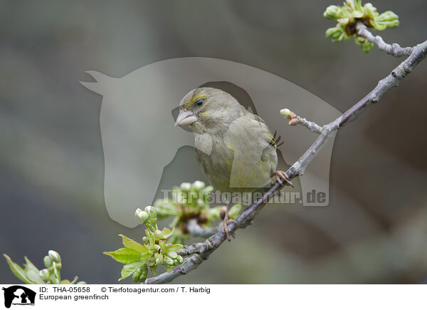 European greenfinch / THA-05658